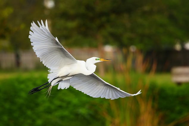 Wild bird flying, tips of feathers at wings' reach