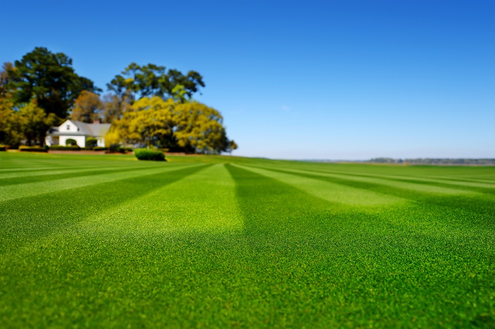 A well maintained country house lawn