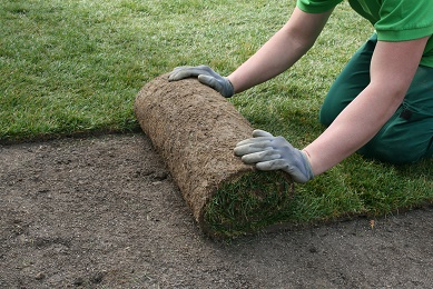 Laying out new rolls of lawn turf