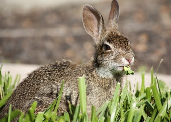 Rabbit eating grass