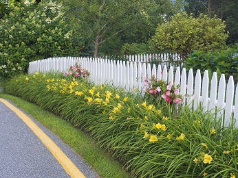 Flowers against fence at side of road